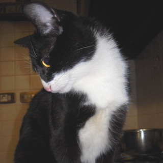 Sanremo: � stato smarrito Cleo, un gatto bianco e nero