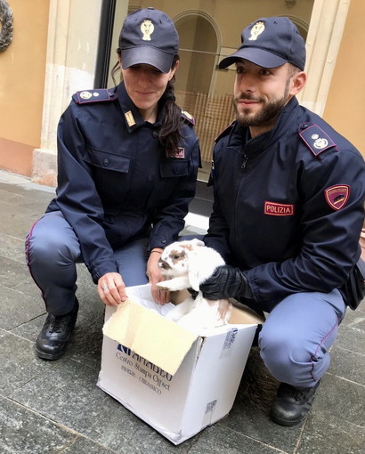Imperia: coniglio salvato dalla Squadra Volante sulla strada per Piani, è già la mascotte della Questura (Foto)