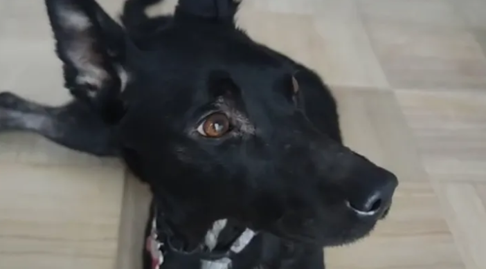 Ventimiglia: gara di solidarietà per aiutare cagnolino investito, "C'è bisogno anche di una adozione"