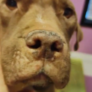 Bordighera, pitbull malnutrito soccorso da Ambulanze Veterinarie Odv (Foto)