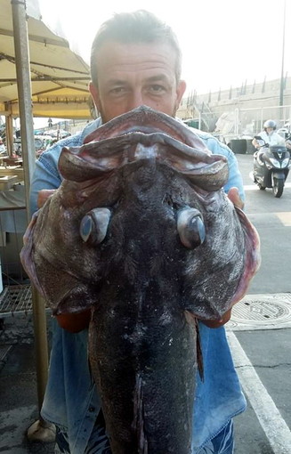 Una cernia da 20 kg pescata stamattina al largo di Arma di Taggia dal sanremese Federico Martino