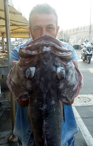 Una cernia da 20 kg pescata stamattina al largo di Arma di Taggia dal sanremese Federico Martino Una cernia da 20 kg pescata stamattina al largo di Arma di Taggia dal sanremese Federico Martino