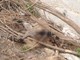 Ventimiglia: una capretta in stato di decomposizione sul greto del Roya, spettacolo indecoroso (Foto) Ventimiglia: una capretta in stato di decomposizione sul greto del Roya, spettacolo indecoroso (Foto)
