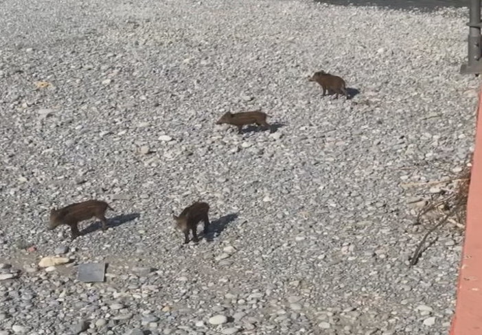 Ritrovamento di carcasse di cinghiali nell’imperiese: i risultati dei primi esami biomolecolari dell’Izsplv