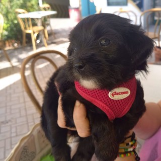 Ventimiglia, sui social si cerca una casa per cucciolo abbandonato nella spazzatura a Latte ma è una fake news (Foto)