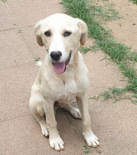 Enpa Sanremo: un dolcissimo cagnolino cerca una nuova famiglia Enpa Sanremo: un dolcissimo cagnolino cerca una nuova famiglia