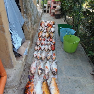 I pesci Carpa Koi trovati oggi morti I pesci Carpa Koi trovati oggi morti