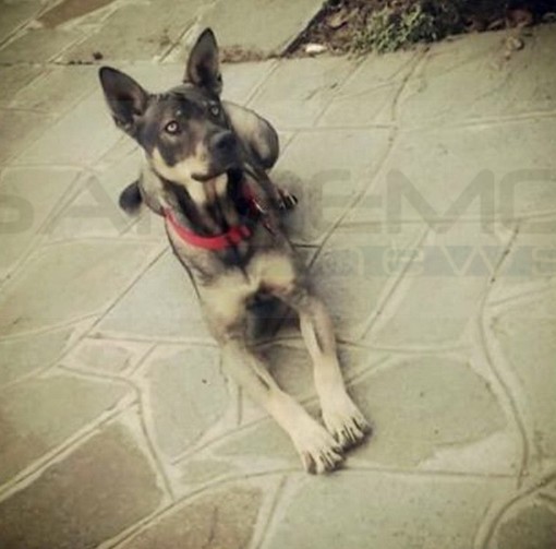 Taggia: smarrito nella zona di Levà il cane 'Balto', l'appello dei proprietari per riportarlo a casa