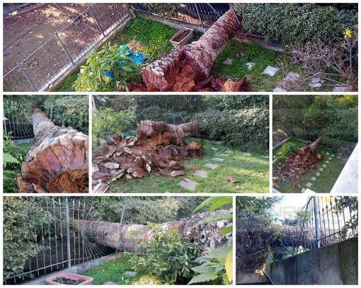 Sanremo: crolla una enorme palma nel giardino di un condominio, per fortuna non ci sono feriti (Foto) Sanremo: crolla una enorme palma nel giardino di un condominio, per fortuna non ci sono feriti (Foto)