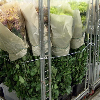 Sanremo: 2 novembre, picco di richieste per i crisantemi