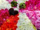 'SanremoInFiore 2017': la magia dei carri fioriti nella gallery curata da Saverio Chiappalone (Foto) 'SanremoInFiore 2017': la magia dei carri fioriti nella gallery curata da Saverio Chiappalone (Foto)