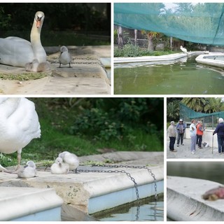Sanremo: trovato morto uno dei piccoli cigni di Villa Ormond, sembrava fosse stato attaccato da un gabbiano (Foto)