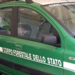 Bruciano residui vegetali ma perdono il controllo del fuoco, due casi di incendio colposo a Triora ed Imperia