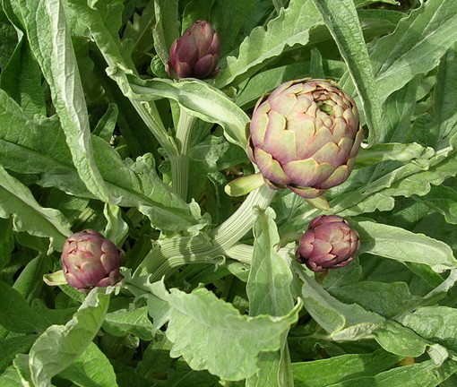 Organizzata per sabato prossimo l'iniziativa 'Incontri di Terra Madre - Il carciofo di Perinaldo'