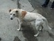 Pigna: cagnolino trovato questa mattina con ferite da morso, si teme sia stato abbandonato