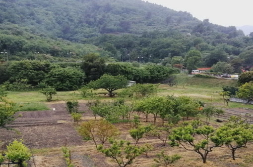 Ventimiglia: cinghiali nelle campagne a Bevera, un nostro lettore "Servono interventi specifici" (Video)