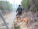 Taggia: battuta di caccia tragica per 5 Beagle, i cani finiscono in un pozzo e muoiono affogati
