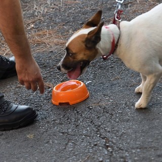 Ventimiglia: lasciano il cane in auto per andare a fare il bagno ai Balzi Rossi, intervento dei VVF (Foto)