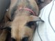 Sanremo: trovata nella zona di San Romolo la cagnolina nella foto, l'appello per i proprietari Sanremo: trovata nella zona di San Romolo la cagnolina nella foto, l'appello per i proprietari