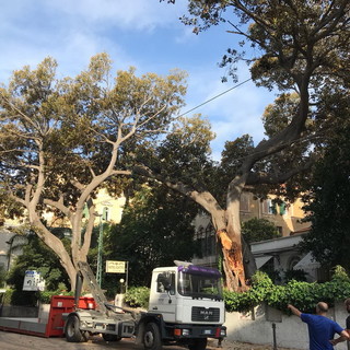 Sanremo: ancora chiusa via Roma dopo la caduta dell'albero di ieri, in mattinata sopralluogo di agronomi e Municipale (Foto e Video)