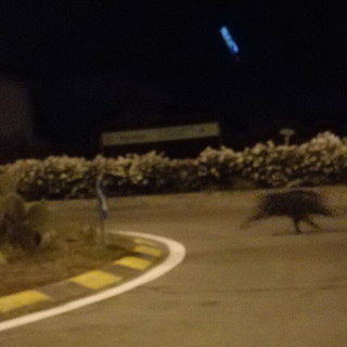 Arma di Taggia: i cinghiali hanno anche raggiunto un supermercato, eccoli vicino al Leclerc