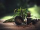 Dutch Passion: la banca dei semi che ha cambiato il mondo della cannabis Dutch Passion: la banca dei semi che ha cambiato il mondo della cannabis