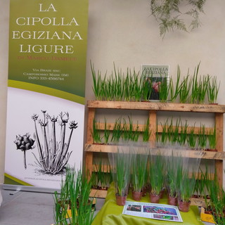 Sanremo: a 'La Forza della Natura' la cucina a base di cipolla egiziana con Marco Damele Sanremo: a 'La Forza della Natura' la cucina a base di cipolla egiziana con Marco Damele