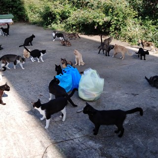Imperia: l'accademia Kronos prosegue nel lavoro per la sterilizzazione delle colonie feline Imperia: l'accademia Kronos prosegue nel lavoro per la sterilizzazione delle colonie feline