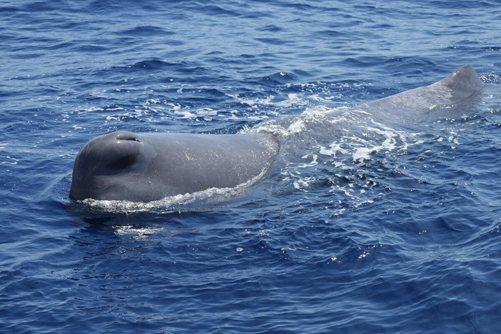 Giornata Mondiale degli Oceani, a Sanremo una conferenza su ambiente e sviluppo