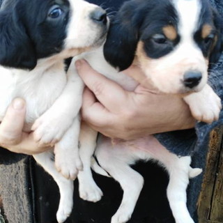PetStore Conad: un posto speciale per gli amici animali dal 2 giugno a Arma di Taggia PetStore Conad: un posto speciale per gli amici animali dal 2 giugno a Arma di Taggia
