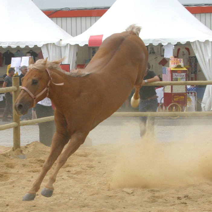 Sanremo: scalciata da un cavallo al campo ippico Solaro, frattura al braccio per una giovane 25enne