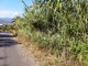 Civezza: canneto sulla carreggia nella zona di Poggi, intervento del nostro lettore Fabio Ballabeni Civezza: canneto sulla carreggia nella zona di Poggi, intervento del nostro lettore Fabio Ballabeni
