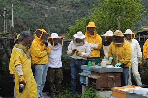 Dal 13 gennaio al 1° aprile l'associazione Apicoltori imperiese organizza un corso per principianti