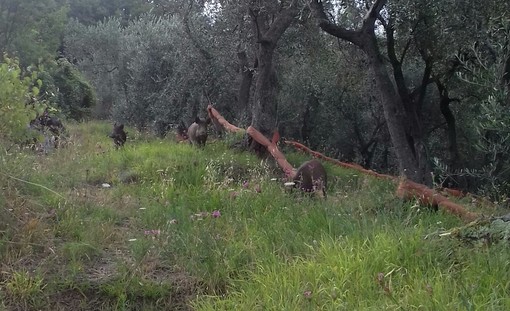 Coldiretti: “In Liguria si “balla coi lupi e cinghiali”, ma a rimetterci sono le imprese locali e l'intera società”