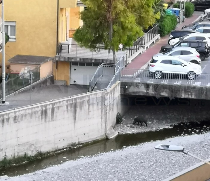 Dopo il cinghiale 'Carmelo' a Ventimiglia ecco che a Vallecrosia arriva 'Turiddu' insieme alla famigliola (Foto)