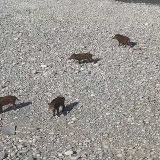 Ritrovamento di carcasse di cinghiali nell’imperiese: i risultati dei primi esami biomolecolari dell’Izsplv