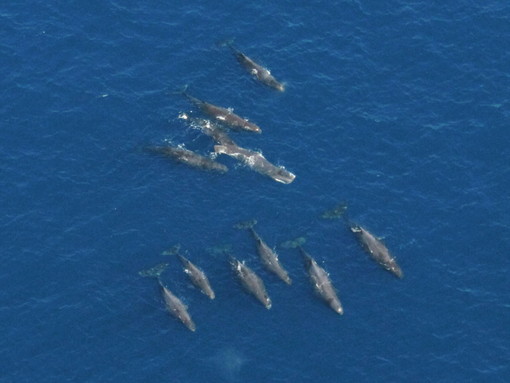 Bordighera approva all'unanimità la nuova carta di partenariato del santuario Pelagos Bordighera approva all'unanimità la nuova carta di partenariato del santuario Pelagos