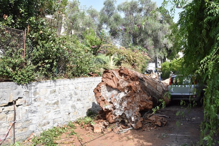 Sanremo: eucaliptus crollato in via Tasso, rinviato a domani il lavoro di rimozione e cambio di viabilità (Foto) Sanremo: eucaliptus crollato in via Tasso, rinviato a domani il lavoro di rimozione e cambio di viabilità (Foto)
