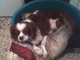 Sanremo: è stato ritrovato cagnolino Cavalier King smarrito in strada Rocca Sanremo: è stato ritrovato cagnolino Cavalier King smarrito in strada Rocca
