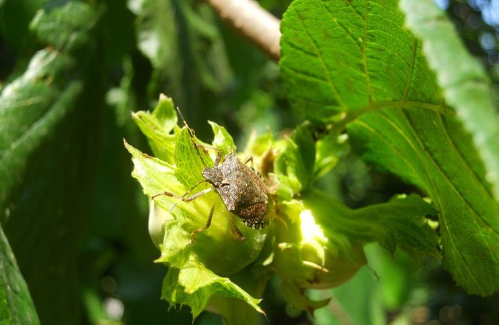 Lotta alla cimice asiatica, Vice Presidente Regione Liguria: “Continua il piano di contenimento sulla scia dei risultati ottenuti”