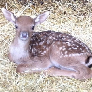 Sanremo: è nato 6 giorni fa nel parco naturale di San Romolo un piccolo di daino