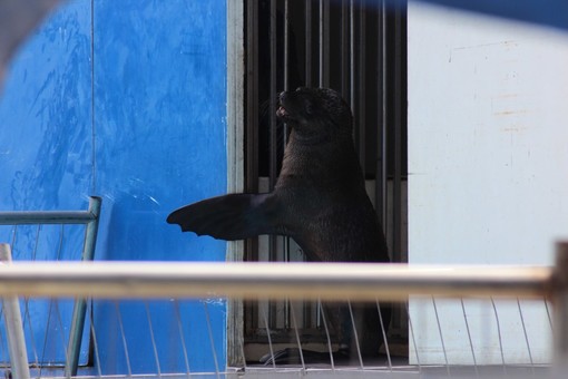 Imperia: da domani sul lungomare Vespucci il Circo Acquatico Imperia: da domani sul lungomare Vespucci il Circo Acquatico