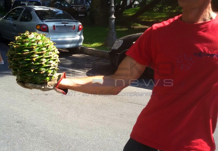 Sanremo: pericolo per la caduta dei coni di araucaria vicino a Palazzo Bellevue, sabato mattina via ai lavori per rimuoverli Sanremo: pericolo per la caduta dei coni di araucaria vicino a Palazzo Bellevue, sabato mattina via ai lavori per rimuoverli