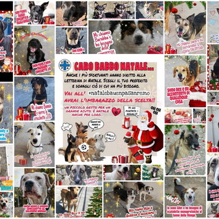 Sanremo: anche i 'pelosi' del rifugio Enpa scrivono a Babbo Natale, qualcuno può esaudire i loro desideri? (Foto)