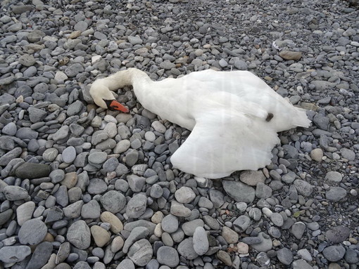 Cigno morto sul Lungo Roya a Ventimiglia: si muove il Comune che chiede intervento dell'Asl Cigno morto sul Lungo Roya a Ventimiglia: si muove il Comune che chiede intervento dell'Asl