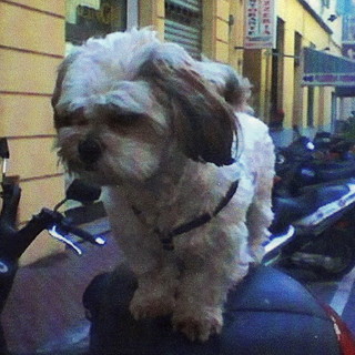 Ventimiglia: smarrito ieri mattina il cagnolino 'Chicco', l'appello dei proprietari
