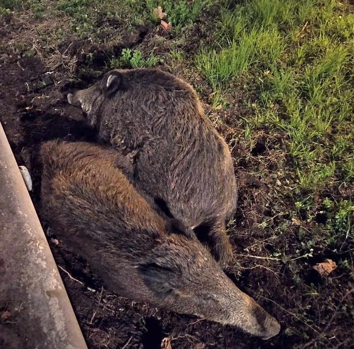 Camporosso, cinghiali aggrediscono due cani nel cortile di una casa Camporosso, cinghiali aggrediscono due cani nel cortile di una casa