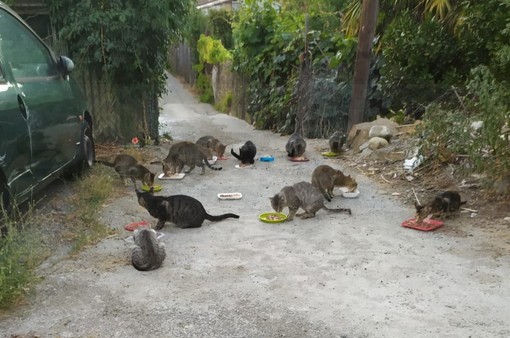 Tra Arma e Taggia una colonia di oltre trenta gatti: chi se ne sta occupando cerca aiuto Tra Arma e Taggia una colonia di oltre trenta gatti: chi se ne sta occupando cerca aiuto