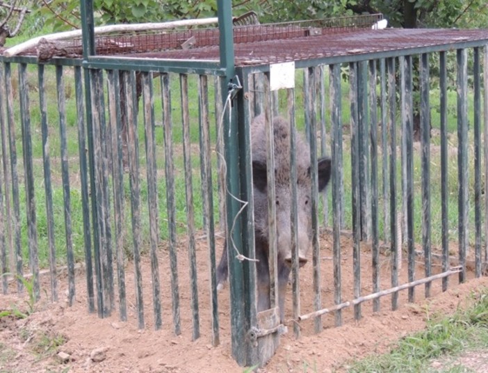 Caccia: la Corte Costituzionale annulla le disposizioni della Regione sulla caccia di contenimento al cinghiale Caccia: la Corte Costituzionale annulla le disposizioni della Regione sulla caccia di contenimento al cinghiale