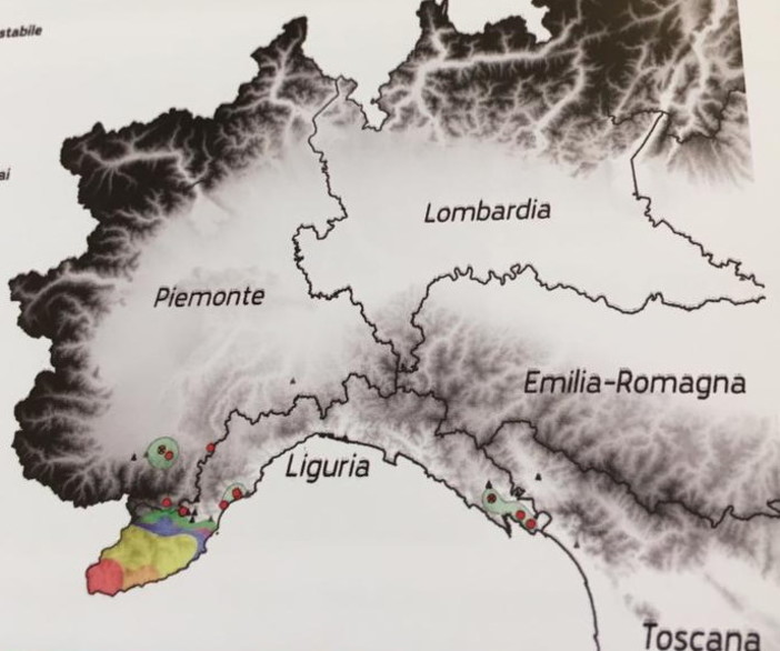 Ventimiglia: il comprensorio intemelio tra i più colpiti dalla Vespa Velutina, il Sindaco chiederà finanziamenti per combatterla